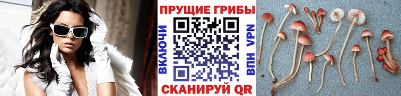 Псилоцибиновые грибы Psilocybine cubensis  Магас 